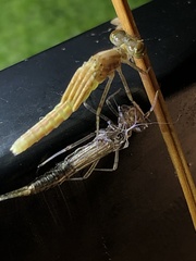 Ischnura posita