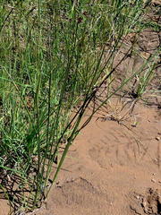 Cyperus marginatus