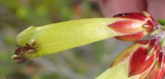 Erica viridiflora viridiflora