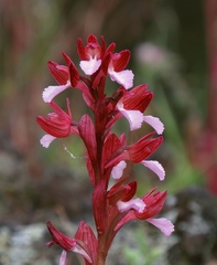 Anacamptis papilionacea papilionacea