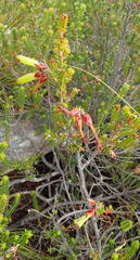 Erica viridiflora viridiflora