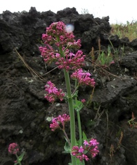 Centranthus ruber