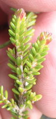 Erica viridiflora viridiflora