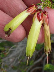 Erica viridiflora viridiflora