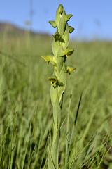 Habenaria laevigata
