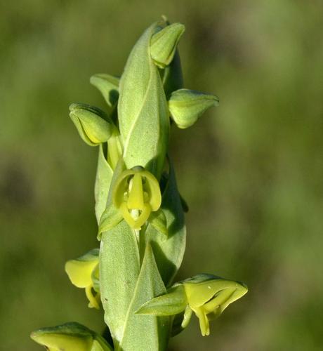 Smooth Ghost Orchid