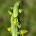 Smooth Ghost Orchid - Photo (c) Jan-Hendrik Keet, some rights reserved (CC BY-NC), uploaded by Jan-Hendrik Keet
