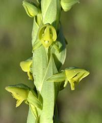 Habenaria laevigata
