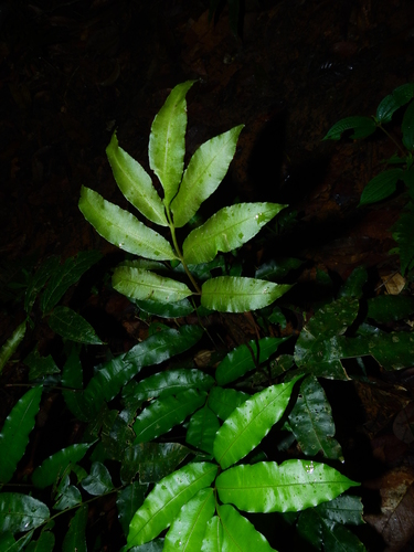 Danaea danaepinna