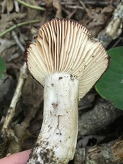 Russula eccentrica