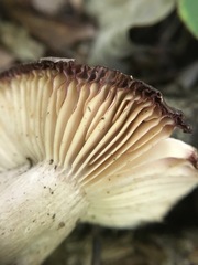 Russula eccentrica