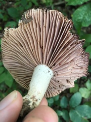 Russula eccentrica