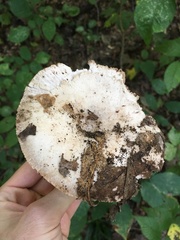 Russula eccentrica