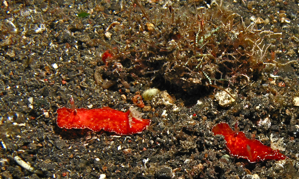 Platydoris sanguinea