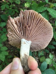 Russula eccentrica