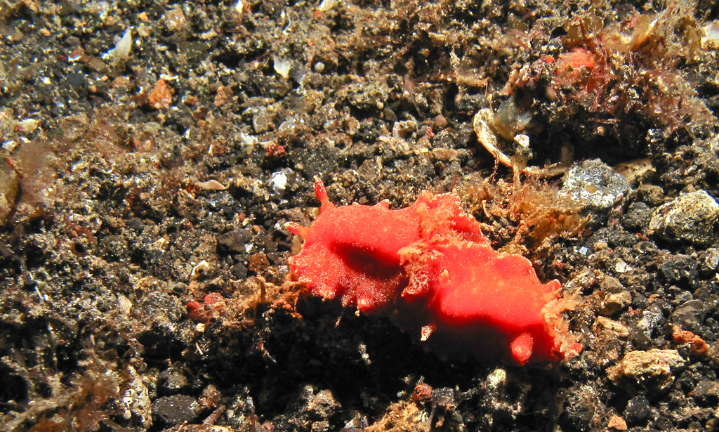 Platydoris sanguinea