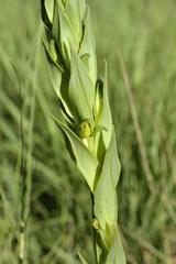 Habenaria laevigata