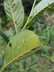 Alnus cremastogyne