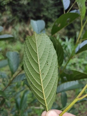 Alnus cremastogyne