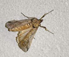 Melitara dentata
