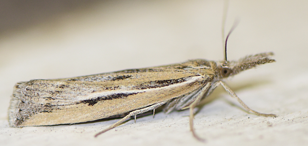 Woolly Grass-veneer Moth