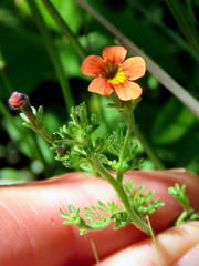 Jamesbrittenia aurantiaca