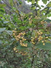Viburnum fordiae
