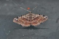 Paragona multisignata