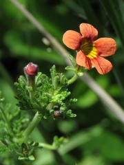 Jamesbrittenia aurantiaca