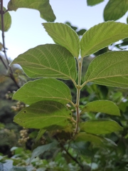 Viburnum fordiae