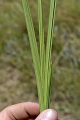 Orthochilus foliosus