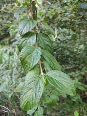 Viburnum fordiae