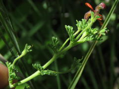 Jamesbrittenia aurantiaca