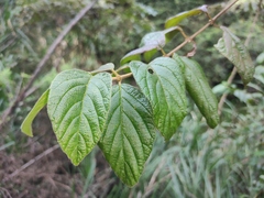 Viburnum fordiae
