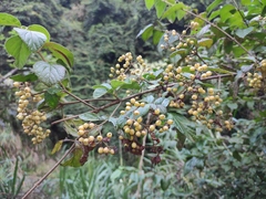 Viburnum fordiae