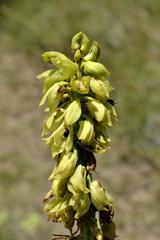 Orthochilus foliosus