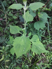 Sigesbeckia orientalis
