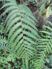 Christella acuminata