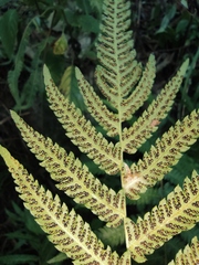 Christella acuminata