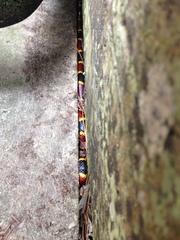 Micrurus tener tener