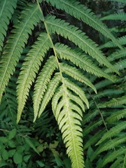 Christella acuminata