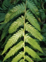 Christella acuminata