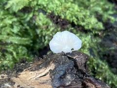 Hohenbuehelia reniformis