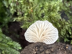 Hohenbuehelia reniformis