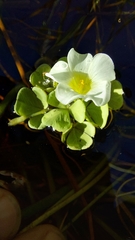 Oxalis natans