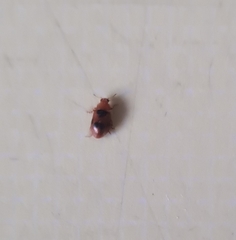 Coccidula scutellata