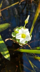 Oxalis natans