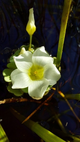Image of Oxalis natans by (c) Jacques van der Merwe, some rights reserved (CC BY-SA)