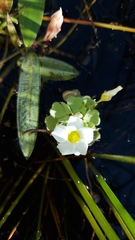Oxalis natans