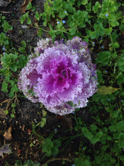 Brassica oleracea acephala